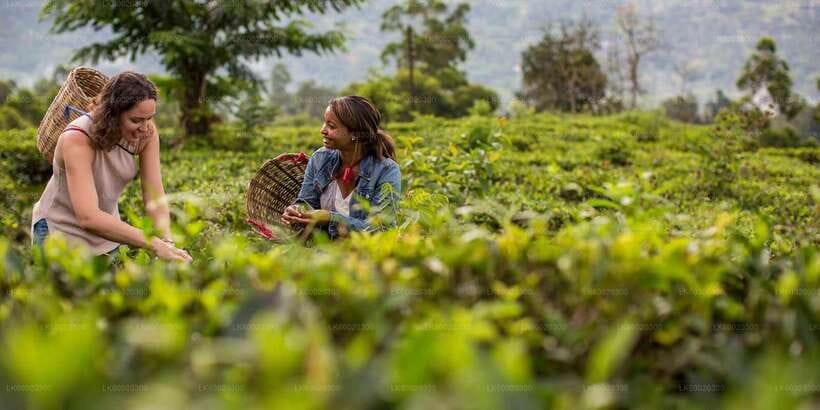 From Kandy: Nuwara Eliya by Train - The train ride through tea country: what you’ll actually see