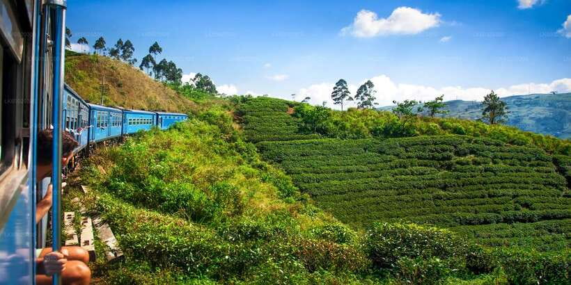 From Kandy: Nuwara Eliya by Train - Blue Field Tea Factory and the tea ceremony that makes it real