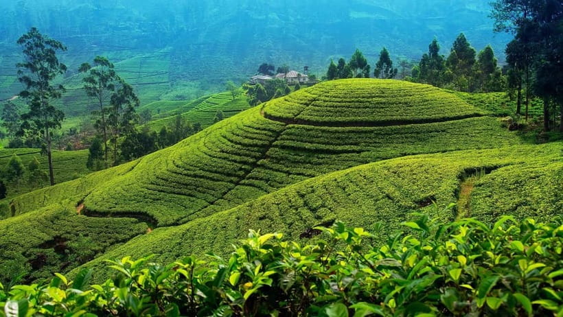 From Kandy: Nuwara Eliya Tour via Ambuluwawa [Private Tour] - Pickup and pacing: how the day actually feels