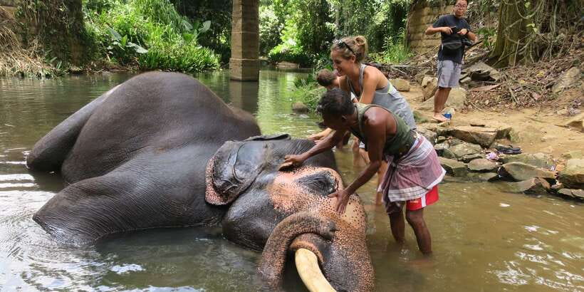 From Kandy: Pinnawala Day Tour - Key highlights worth knowing