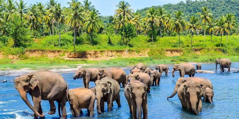 From Kandy: Pinnawala Day Tour - From Kandy to Pinnawala, with scenery built into the route
