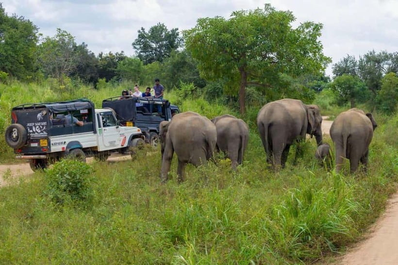 From Kandy: Sigiriya & Dambulla Day Tour with Safari - Safari Time: How the Guide Chooses Minneriya, Kaudulla, or Hurulu