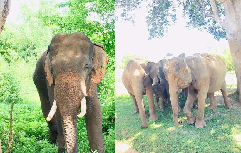 From Kandy: Sigiriya Rock Dambulla & Minneriya Jeep Safari - Who this trip is best for, and who should skip it