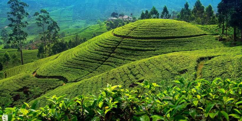 From Kandy To Nuwara Eliya Drop Tour - Private Tour - Wood Carving Family House: The Craft Side of the Route