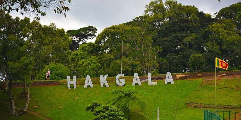 From Kandy To Nuwara Eliya Drop Tour - Private Tour - Tea Factory and Plantation: How Ceylon Tea Actually Gets Made