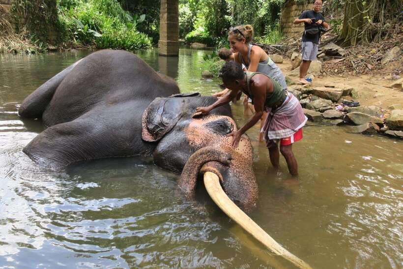 From Kandy To Pinnawala Private Day Tour via Ambuluwawa - Key things I’d circle on your planning list