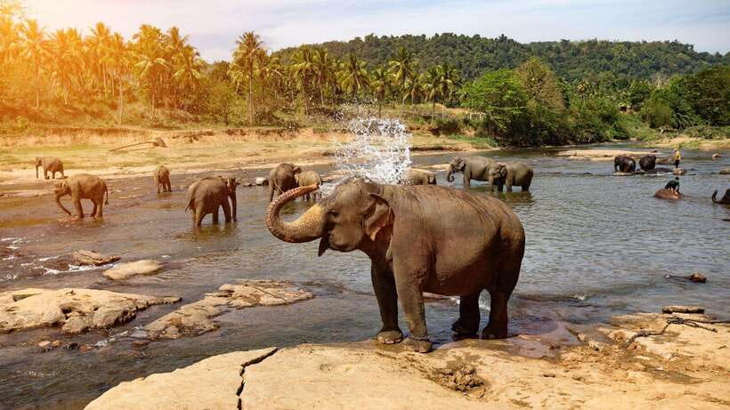 From Kandy To Pinnawala Private Day Tour via Ambuluwawa - A Kandy to Pinnawala day trip that runs on timing and priorities