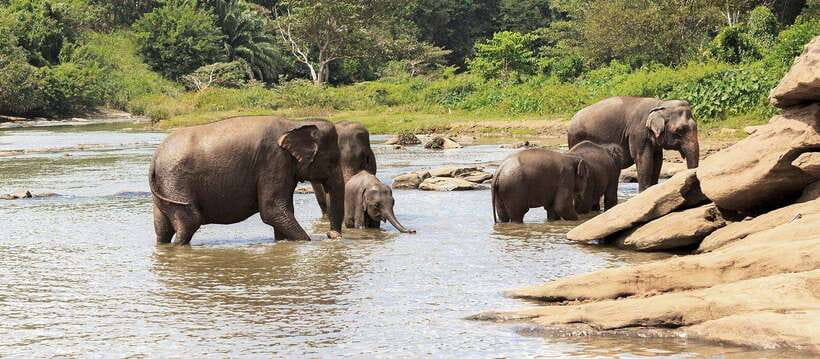 From Kandy: Wilpattu National Park Safari with Hotel Pickup - The day’s flow: photo stops, lunch time, and the return drive to Kandy
