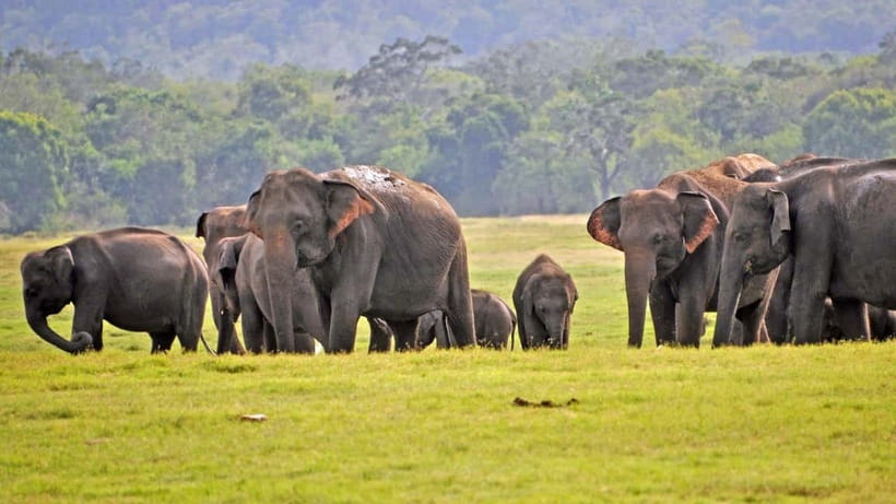 From Mirissa / Galle / Tangalle to Yala Safari & Drop- Ella - Yala Safari Time (About 4 Hours): Leopards, Elephants, and the Reality of Crowds