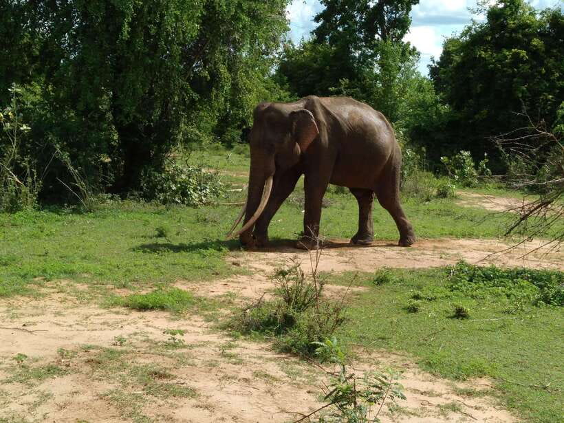 From Mirissa/ Weligama : Udawalawe Safari - Day Trip - Quick hits you should know