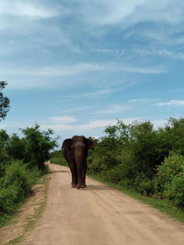 From Mirissa/ Weligama : Udawalawe Safari - Day Trip - Private 4x4 safari jeep: why it feels different from convoy-style tours