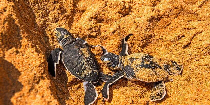 From Negombo: Bentota Full-Day Tour - Price and value: what you are buying for $65