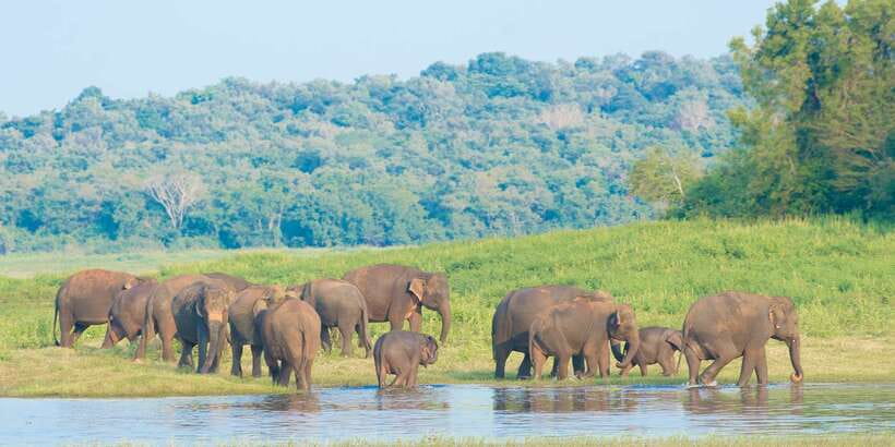 From Negombo: Wilpattu National Park Safari Guided Day Tour - Practical tips to make the day smoother
