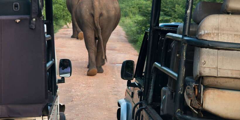 From Negombo: Wilpattu National Park Safari Guided Day Tour - Wilpattu safari from Negombo: what you’re really paying for