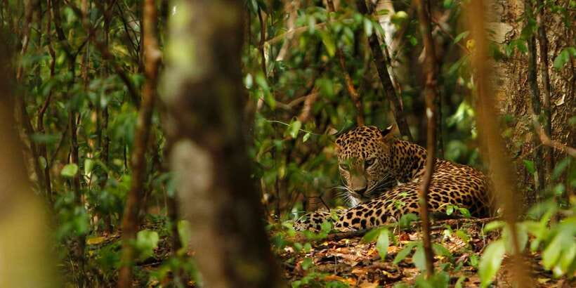 From Negombo: Wilpattu National Park Safari Guided Day Tour - Inside Wilpattu: villus lakes, dense woodland, and the leopard focus