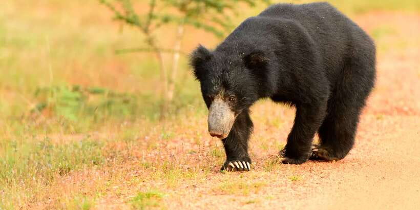 From Negombo: Wilpattu National Park Safari Guided Day Tour - Safari expectations: wildlife is a day-by-day gamble