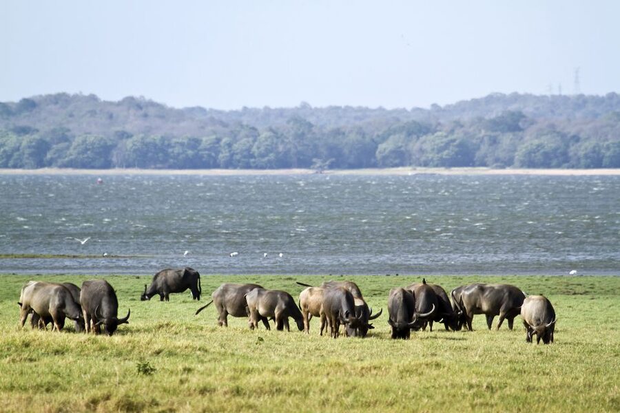 From Negombo: Wilpattu National Park Safari Guided Day Tour - Price and value: when $105 feels fair, and when it feels steep