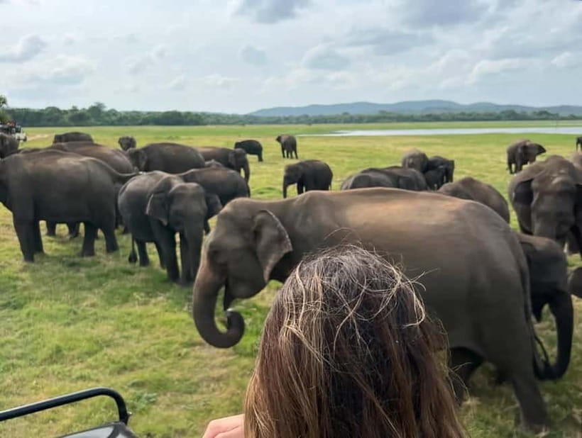From Sigiriya: Hurulu Eco Park Elephant Jeep Safari - Hurulu Eco Park Safari: what makes this drive special