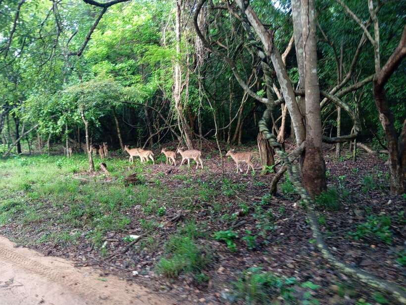 From Sigiriya: Hurulu Eco Park Elephant Jeep Safari - Wildlife beyond elephants: what you can realistically spot