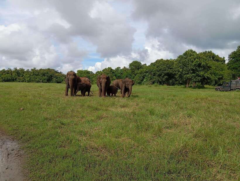 From Sigiriya: Hurulu Eco Park Elephant Jeep Safari - The photo stops: how to use them well