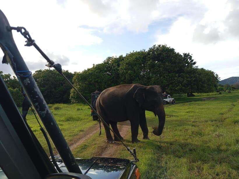 From Sigiriya: Hurulu Eco Park Elephant Jeep Safari - What is included, and where you may pay extra