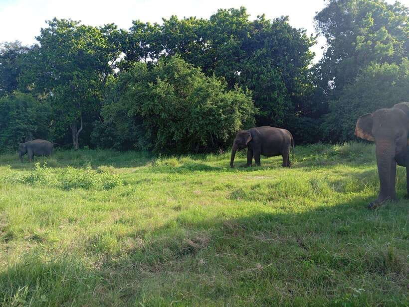 From Sigiriya: Hurulu Eco Park Elephant Jeep Safari - Practical packing: make your safari smoother