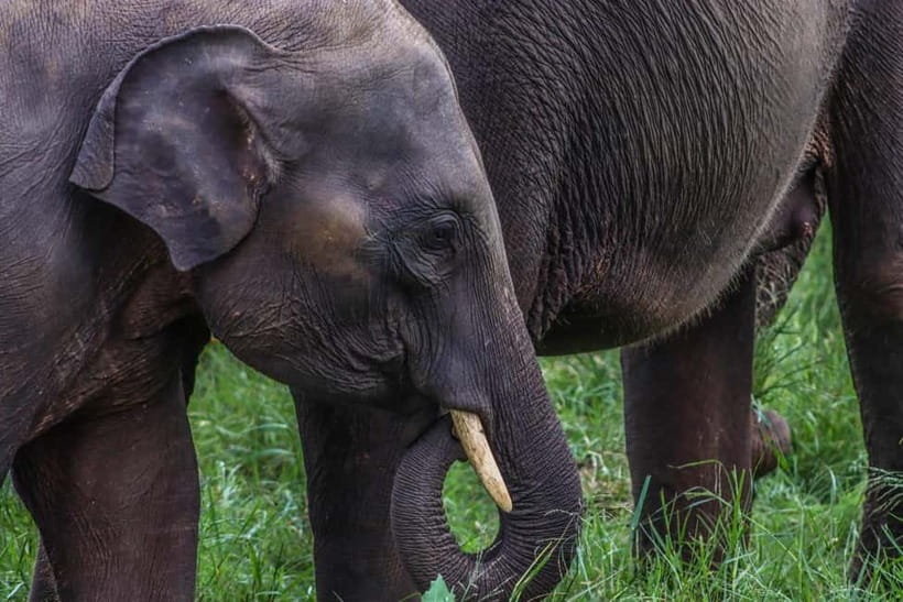 From Sigiriya Hurulu Eco Park ElephantSafari ticket included - Why Hurulu Eco Park makes a good half-day from Sigiriya