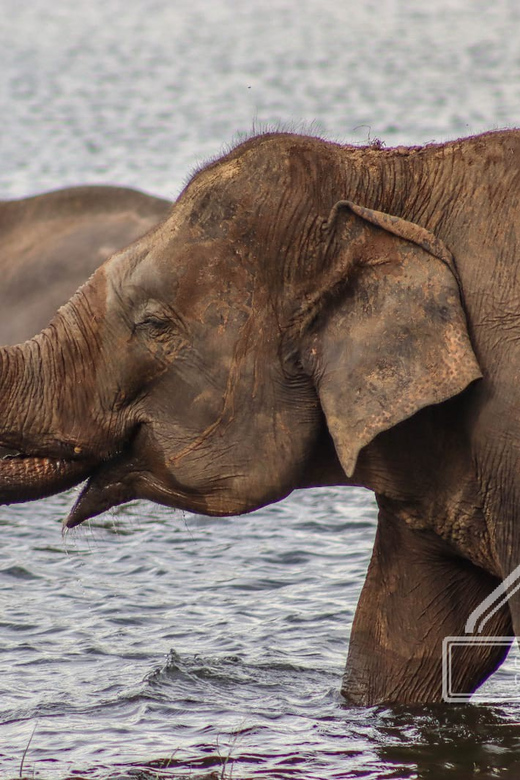 From Sigiriya Hurulu Eco Park ElephantSafari ticket included - Inside Hurulu Eco Park: what you can expect from elephant watching