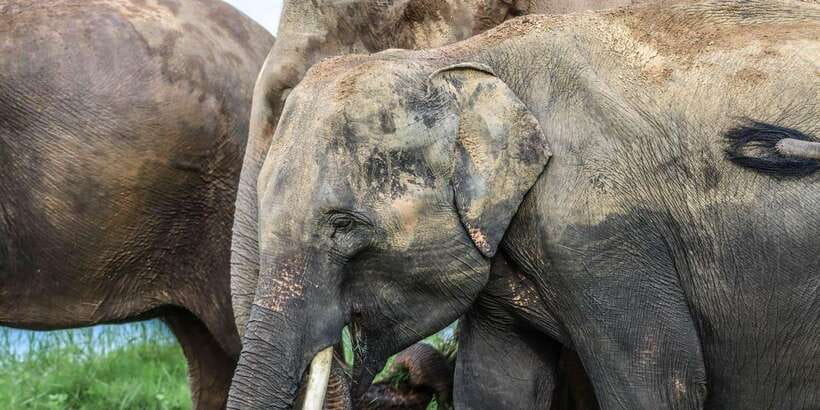 From Sigiriya Hurulu Eco Park ElephantSafari ticket included - Other wildlife and birds: the bonus layer beyond elephants