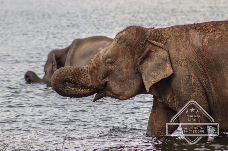 From Sigiriya Hurulu Eco Park ElephantSafari ticket included - Practical tips to help you get more from the safari