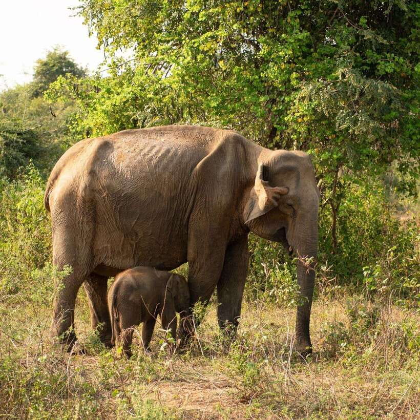 From Sigiriya : Hurulu Eco Park Safari : All Inclusive - Key highlights I’d plan around