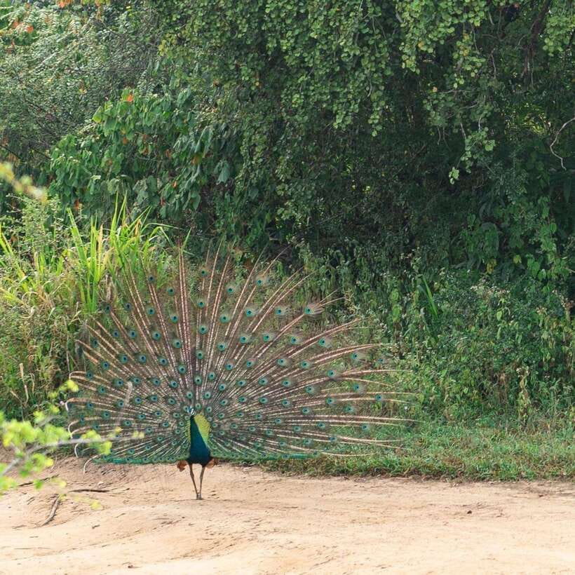 From Sigiriya : Hurulu Eco Park Safari : All Inclusive - Should you book Hurulu Eco Park Safari from Sigiriya?