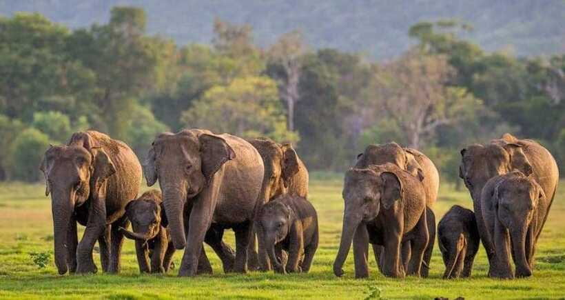 From Sigiriya : Kaudulla National Park Private Jeep Safari - Photography in the park: make the most of golden light