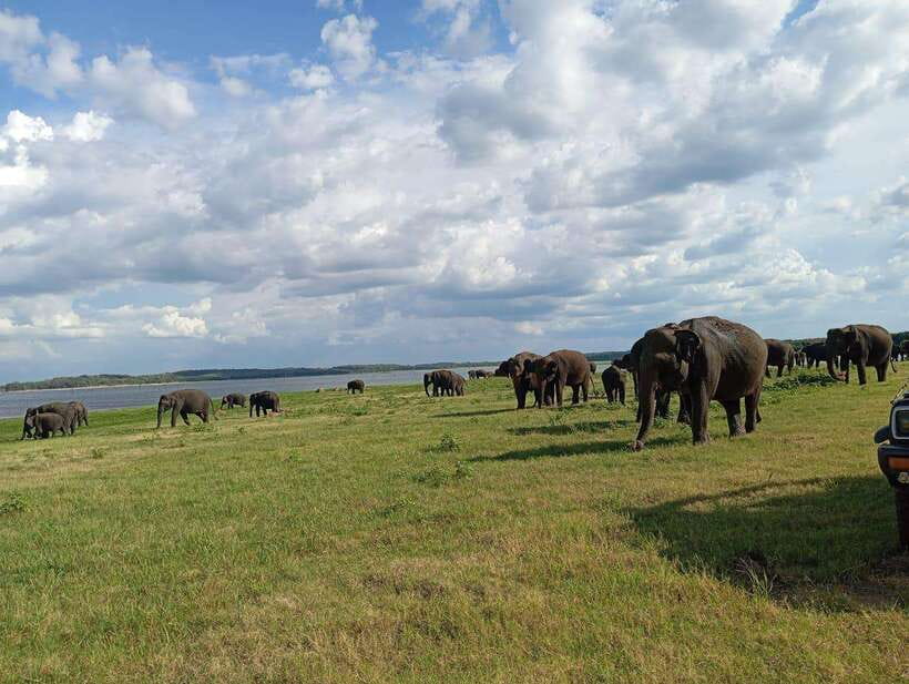 From Sigiriya: Minneriya National Park Half-Day Jeep Safari - Key things to know before you go