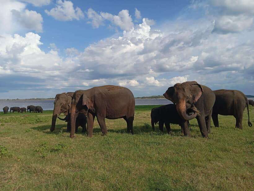 From Sigiriya: Minneriya National Park Half-Day Jeep Safari - Elephant watching rules that protect you and the animals