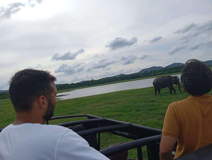 From Sigiriya: Minneriya National Park Half-Day Jeep Safari - More wildlife sightings to watch for