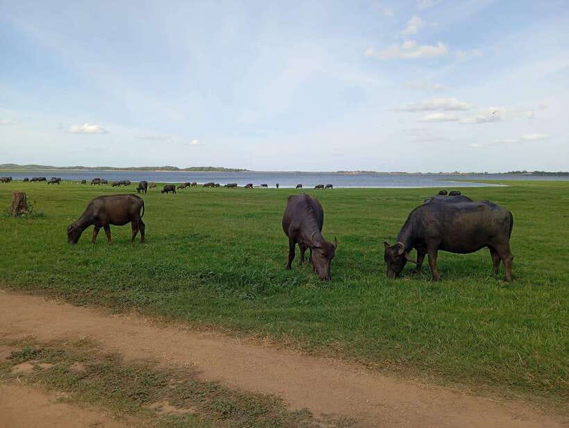 From Sigiriya: Minneriya National Park Half-Day Jeep Safari - How guides like Prasad and Kasun change the whole safari
