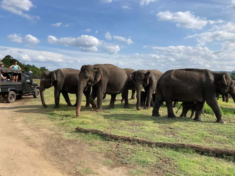 From Sigiriya: Minneriya National Park Private Jeep Safari - What to Expect if You’re a Birdwatcher or First-Time Safari Goer