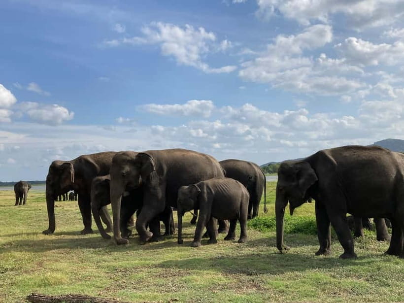 From Sigiriya: Minneriya National Park Private Jeep Safari - More Than Elephants: Wildlife You Might See in the Same Safari Day