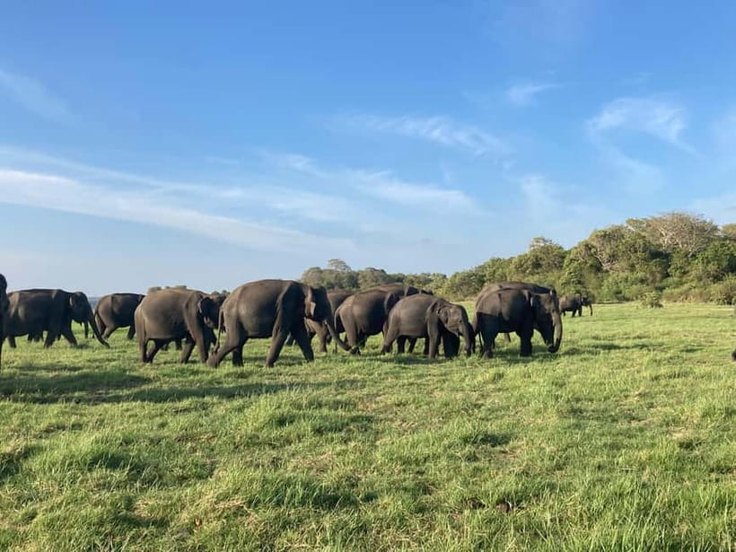 From Sigiriya: Minneriya National Park Private Jeep Safari - The Stops You’ll Make on the Ground (and Why Photo Stops Matter)