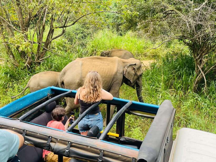 From Sigiriya: Minneriya National Park Private Jeep Safari - Private Jeep Timing From Sigiriya or Habarana (and What 4 Hours Really Means)