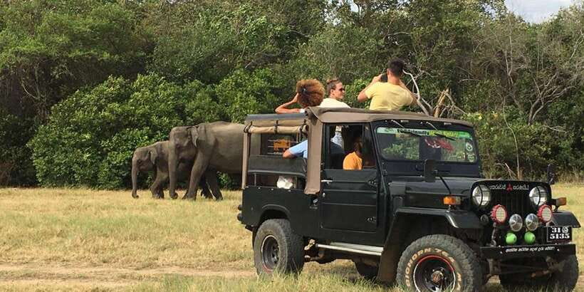 From Sigiriya: Polonnaruwa Ancient City & Minneriya Safari - Elephant spotting basics: what to watch for during the drive