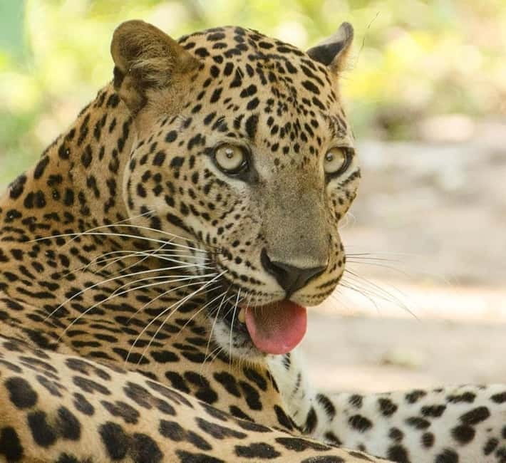 From Tangalle / Hiriketiya - Yala Safari - Drop-off : Ella - Cost and value: what $29 covers, and what comes extra