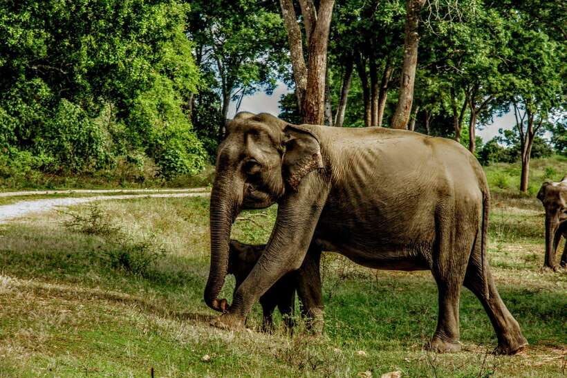 From Tangalle / Hiriketiya : Yala Safari tour & Drop - Ella - Who should book this Yala Safari and Drop