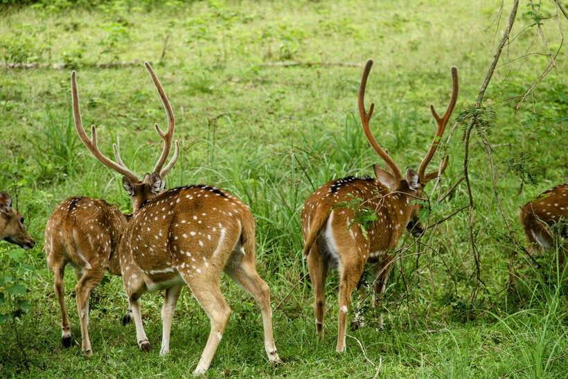 From Tangalle / Hiriketiya : Yala Safari tour & Drop - Ella - Pickup from Tangalle or Hiriketiya, and how the day starts