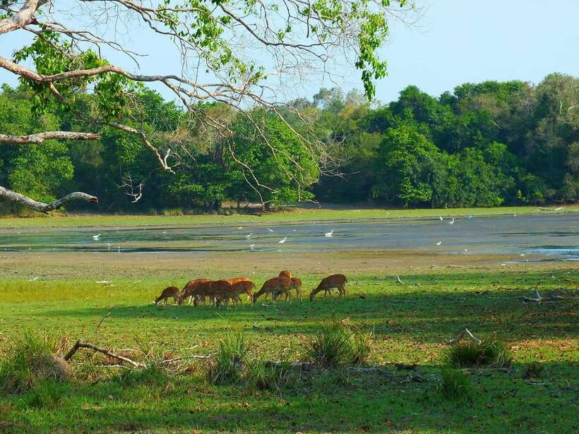 From Tangalle / Hiriketiya : Yala Safari tour & Drop - Ella - The leopard question: block planning is everything
