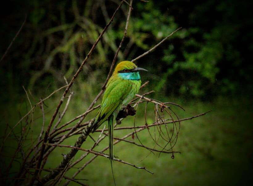 From Tangalle / Hiriketiya : Yala Safari tour & Drop - Ella - Price and value: what $29 covers and what it doesn’t