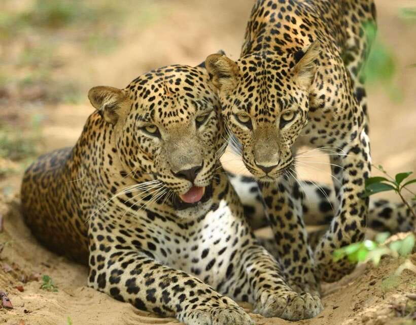 From Tangalle / Hiriketiya : Yala Safari tour & Drop - Ella - Comfort details that affect your enjoyment