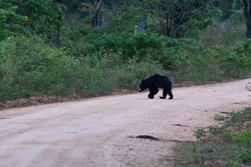 From Tangalle/ Hiriketiya: Yala Safari with Drop: Ella - The Drop-Off After Safari, Why Ella Ends the Day So Well