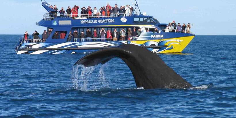 From Tangalle: Mirissa Whale Watching Tour with Breakfast - Why Mirissa Whale Watching Starts So Early